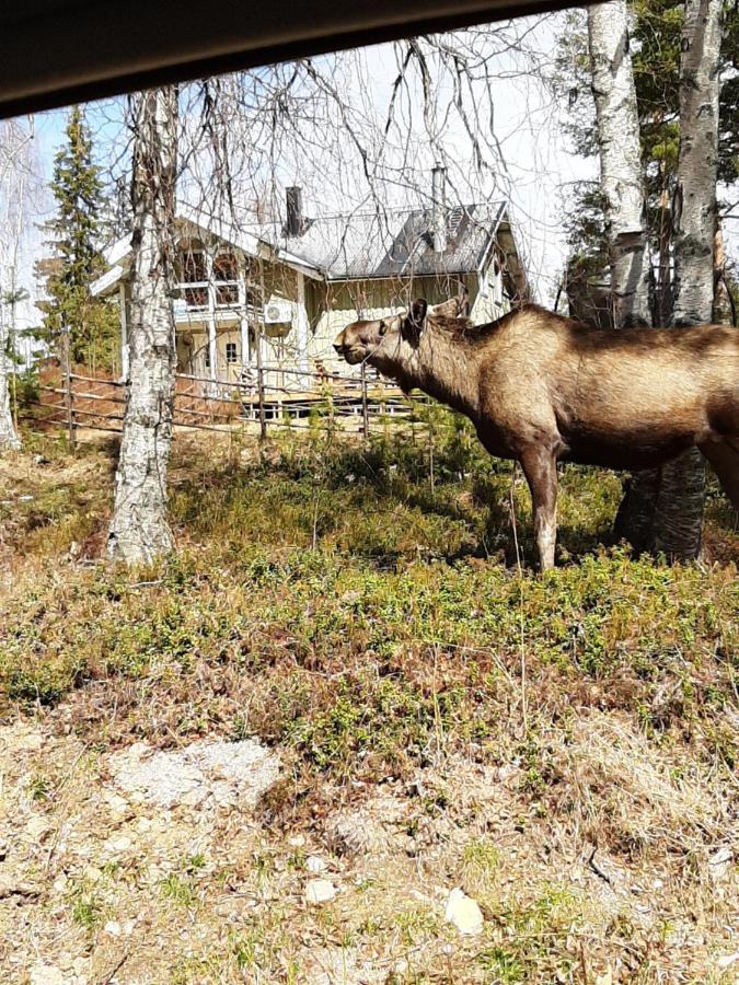 Skabram Bed & Breakfast Jokkmokk Esterno foto